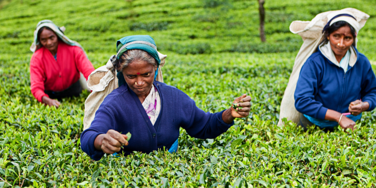 Nuwara Eliya