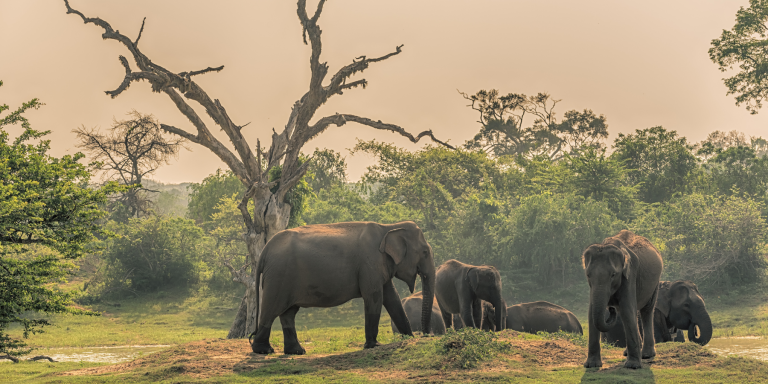 Yala National Park