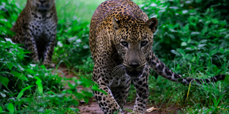 Yala Leopards