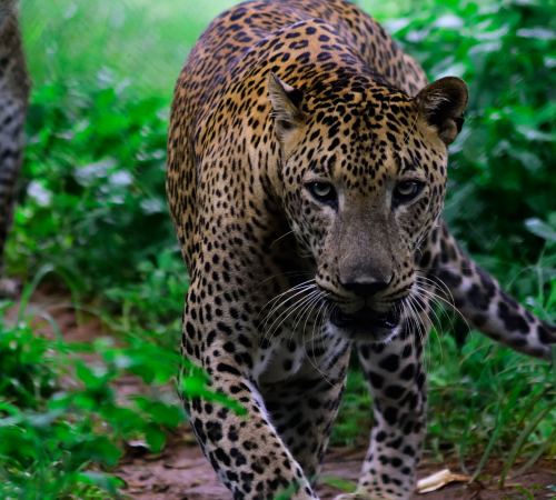 Yala Leopards